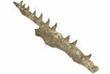 Fossil Mosasaur (Platecarpus) Upper Jaw w/ Teeth - Kansas #207901-2